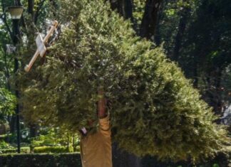 Culiacán habilita centros de acopio para reciclar arbolitos navideño