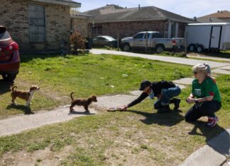 El último adiós forzado: El drama silencioso de las mascotas que la deportación deja atrás
