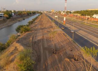 Eje Federalismo reverdece: árboles maduros en Culiacán