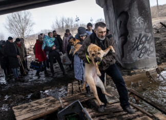 La guerra también cambia a los perros: en Ucrania comienzan a parecerse más a lobos