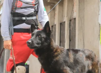 ¿Héroe o víctima del olvido? El adiós a Capitán, el perro que hizo el trabajo que los humanos no pudieron