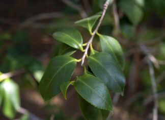 Matcha sinaloense: del bosque templado de Culiacán al latte de moda global