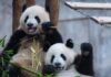 La diplomacia del bambú no ha muerto: China envía nuevos pandas a Estados Unidos tras años de tensiones