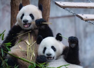 La diplomacia del bambú no ha muerto: China envía nuevos pandas a Estados Unidos tras años de tensiones