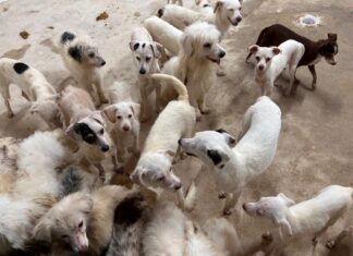 El horror tras la puerta de Coatzacoalcos: liberan a 42 perros que vivían un infierno en cautiverio