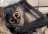 Mono araña herido por choque eléctrico recibe atención en Tlajomulco