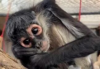 Mono araña herido por choque eléctrico recibe atención en Tlajomulco