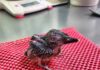 El milagro de las plumas que desafía al olvido: nace un martín pescador de una especie ya borrada de la naturaleza