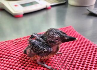 El milagro de las plumas que desafía al olvido: nace un martín pescador de una especie ya borrada de la naturaleza