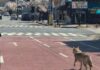 El pánico artificial sale caro: multa millonaria en Corea del Sur por inventar la fuga de un lobo con IA