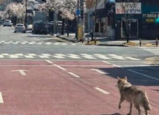 El pánico artificial sale caro: multa millonaria en Corea del Sur por inventar la fuga de un lobo con IA