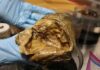 El enigma del “huevo de oro” en Alaska llega a su fin: la ciencia revela el misterio tras dos años de caos