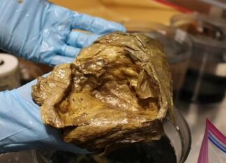 El enigma del “huevo de oro” en Alaska llega a su fin: la ciencia revela el misterio tras dos años de caos