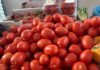 El tomate por los cielos: arrastra el costo de la canasta y aprieta el bolsillo sinaloense