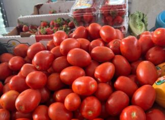 El tomate por los cielos: arrastra el costo de la canasta y aprieta el bolsillo sinaloense