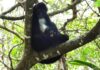 CONANP logra tercera cría de mono araña tras décadas fuera del mapa