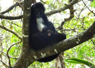 CONANP logra tercera cría de mono araña tras décadas fuera del mapa