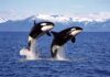 Orcas dictan el negocio: turismo de lujo se dispara entre México y Noruega