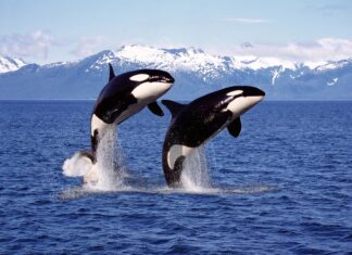 Orcas dictan el negocio: turismo de lujo se dispara entre México y Noruega