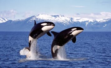 Orcas dictan el negocio: turismo de lujo se dispara entre México y Noruega
