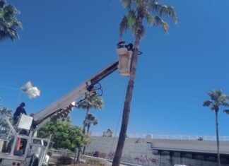 Despliegan cuadrillas en el norte de Culiacán: Podan palmeras del Distribuidor Vial Humaya para evitar riesgos viales