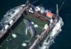 Murió “Timmy”, la ballena rescatada en Alemania tras polémico operativo en el mar