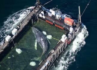 Murió “Timmy”, la ballena rescatada en Alemania tras polémico operativo en el mar