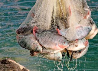 El último lance del Huitussi: la pesca en Guasave se queda sin oxígeno y sin red