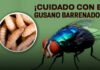 El gusano barrenador llega a la CDMX: un perro en Tlalpan enciende las alertas de Sanidad