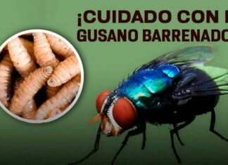 El gusano barrenador llega a la CDMX: un perro en Tlalpan enciende las alertas de Sanidad