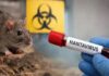 Hantavirus en México: El mapa de los estados y las especies que portan este virus silencioso