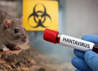 Hantavirus en México: El mapa de los estados y las especies que portan este virus silencioso