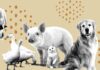 Multas de hasta 35 mil pesos por maltrato animal en Edomex: Entra en vigor nueva Ley de Bienestar