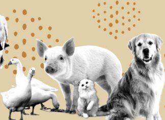 Multas de hasta 35 mil pesos por maltrato animal en Edomex: Entra en vigor nueva Ley de Bienestar