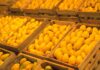 Huertos vacíos en Sinaloa: Productores de mango evalúan si vale la pena exportar este 2026