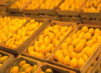 Huertos vacíos en Sinaloa: Productores de mango evalúan si vale la pena exportar este 2026