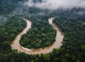Amazonas en alerta: degradación forestal supera por el doble a la deforestación total en Brasil