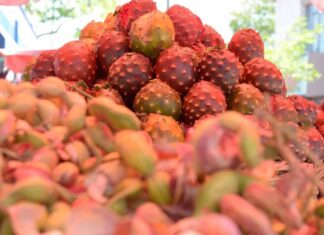 La fruta más esperada del año llega a Zapopan: 120 comerciantes reactivan la temporada de la pitaya