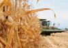 Alerta en el campo: Caades urge a maiceros de Sinaloa a cerrar contratos ante el desplome del precio internacional
