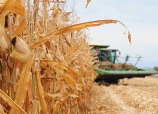 Alerta en el campo: Caades urge a maiceros de Sinaloa a cerrar contratos ante el desplome del precio internacional