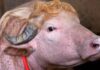 De la granja a la fama viral: El búfalo albino “Donald Trump” que arrasó en internet ya tiene comprador