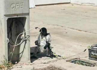 Atado a una batería de carro y bajo el sol: rescatan a un mono abandonado en fraccionamiento de Los Mochis