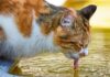 Ahome sin golpes de calor: Salud Municipal activa hidratación gratuita y ordena proteger a mascotas y aves