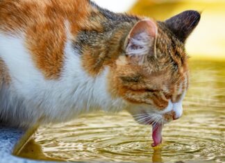 Ahome sin golpes de calor: Salud Municipal activa hidratación gratuita y ordena proteger a mascotas y aves