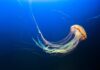 Por qué aplicar orina en una picadura de medusa empeora la herida y qué hacer en su lugar