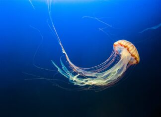 Por qué aplicar orina en una picadura de medusa empeora la herida y qué hacer en su lugar