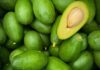 El aguacate perfila los 100 pesos por kilo: exportación hacia EE. UU. por el Mundial asfixia el bolsillo local
