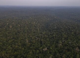 Lula impulsa la pavimentación de una polémica carretera en la Amazonía brasileña