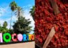 Mocorito blinda su tesoro: el chilorio ya es oficialmente patrimonio intocable de Sinaloa