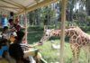 Aventura casi regalada: el Zoológico Guadalajara tumba sus precios y así puedes aprovechar desde Sinaloa